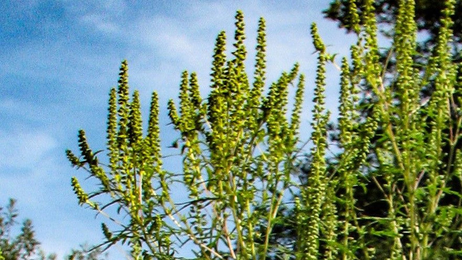 So sehen die Blütenstände der Ragweed-Pflanze aus.