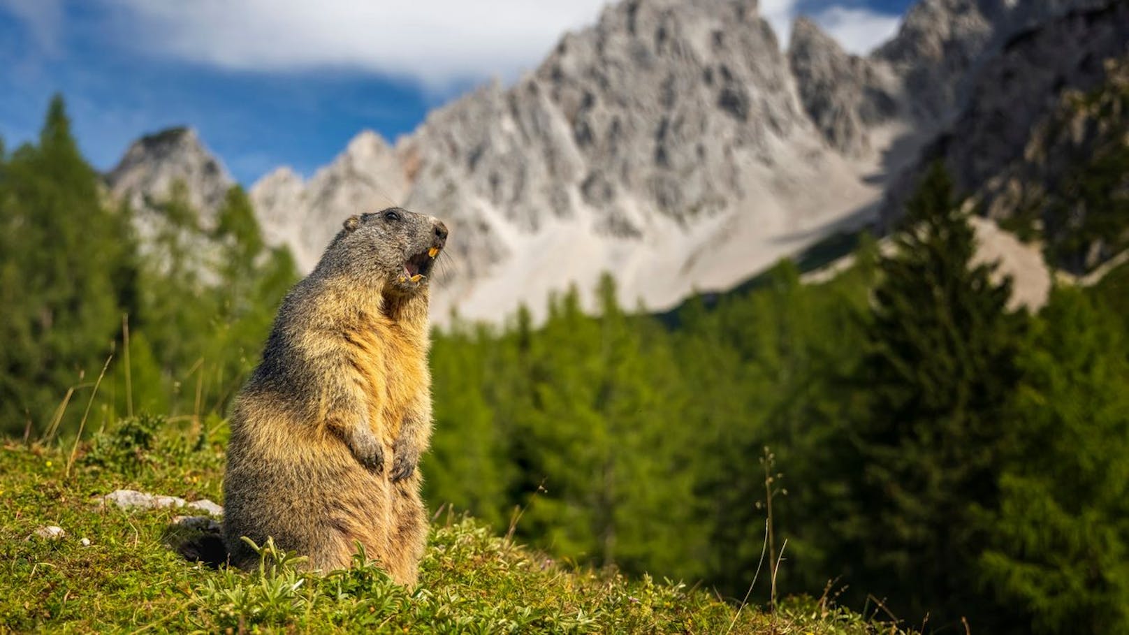 Das Murmeltier ist wohl unser bekanntester Nager in den Alpen.