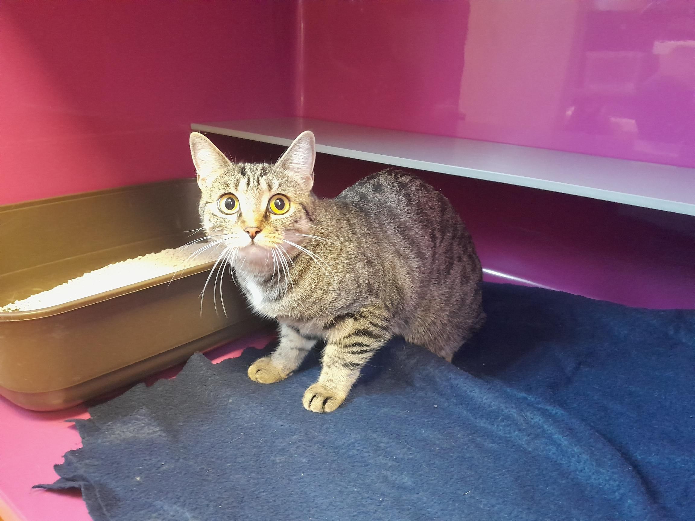 Eine in der Wohnung gefundene Katze wurde der Tierrettung der Stadt Wien übergeben.