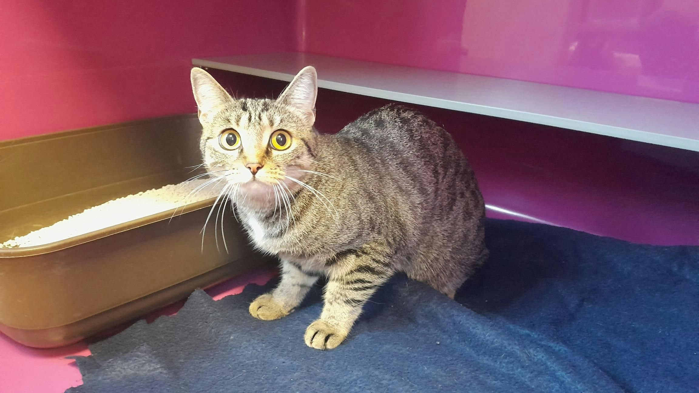 Eine in der Wohnung gefundene Katze wurde der Tierrettung der Stadt Wien übergeben.