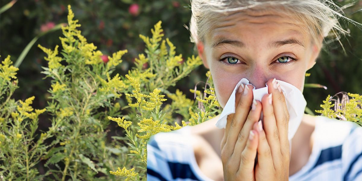 Haaa-tschi! Ragweed-Pollen treiben Ende August ihr Unwesen.