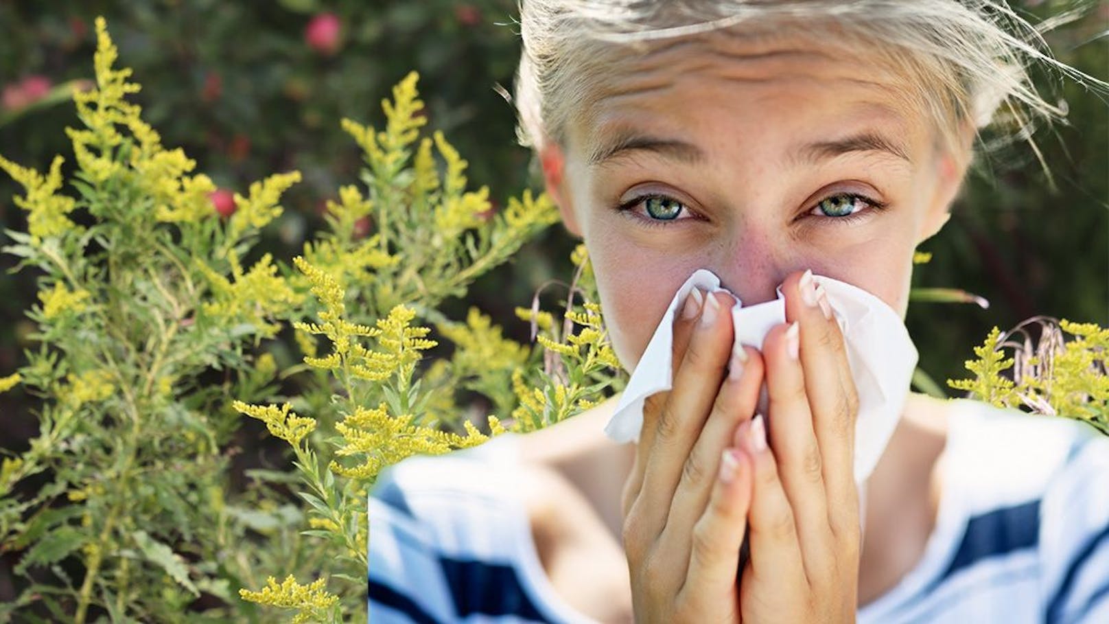 Extreme Ragweed-Blüte kommt auf uns zu