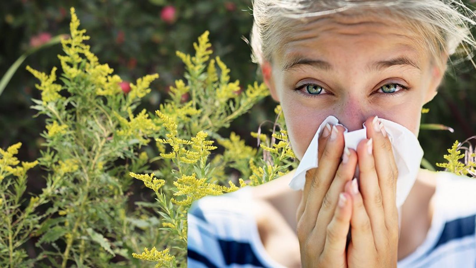 Extreme Ragweed-Blüte kommt auf uns zu