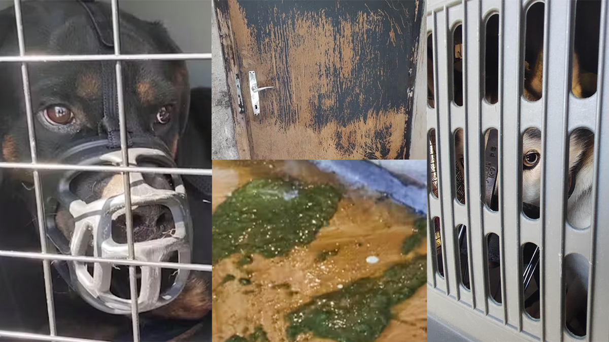 Ohne Futter und ohne Wasser ließ die Hundehalterin ihre Tiere eingesperrt zurück. In der Wohnung fand man schreckliche Zustände, unter denen der Husky sowie zwei Rottweiler leben mussten.