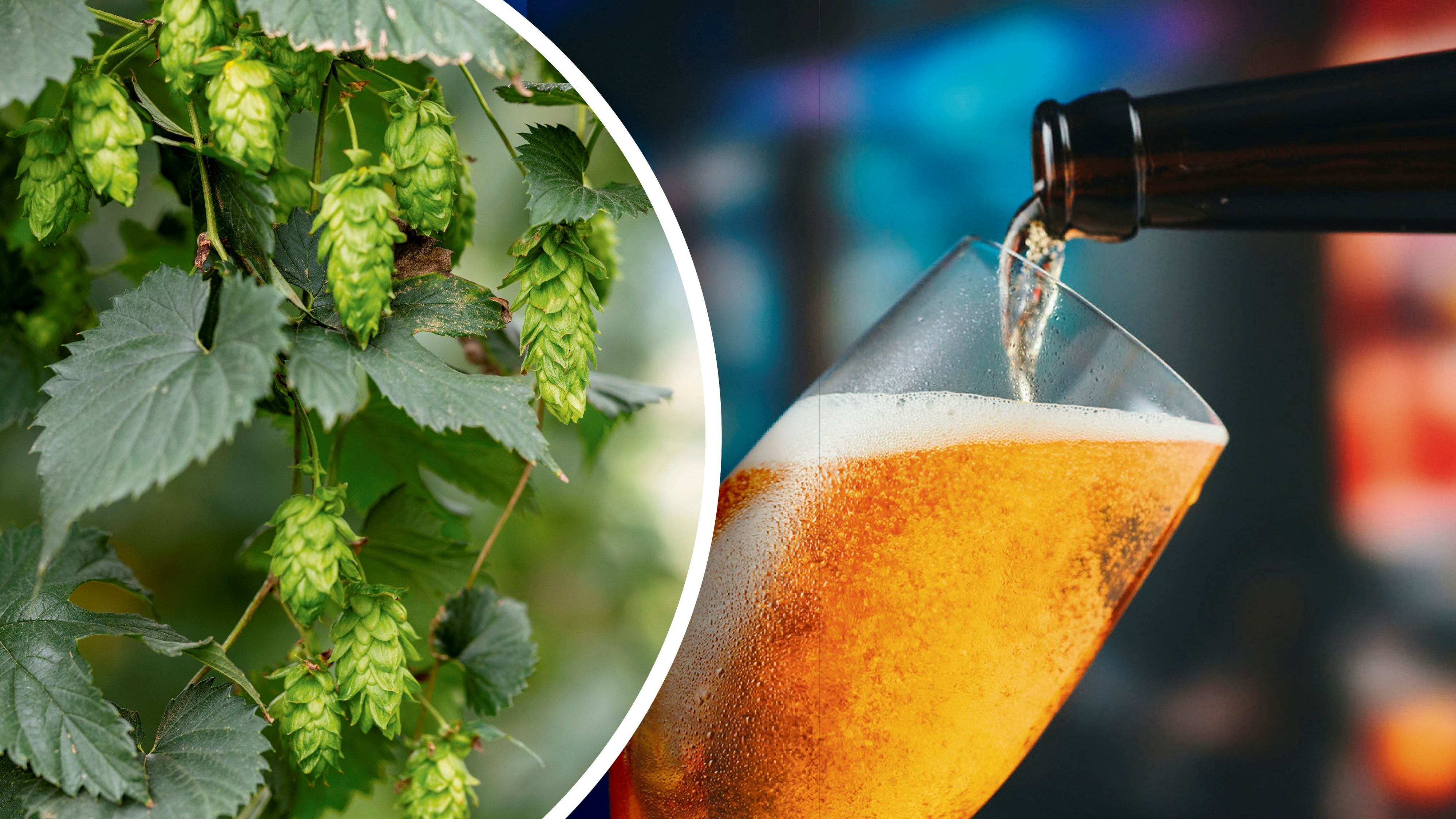 Ohne Hopfen kein Biergenuss: Ende August wird das 