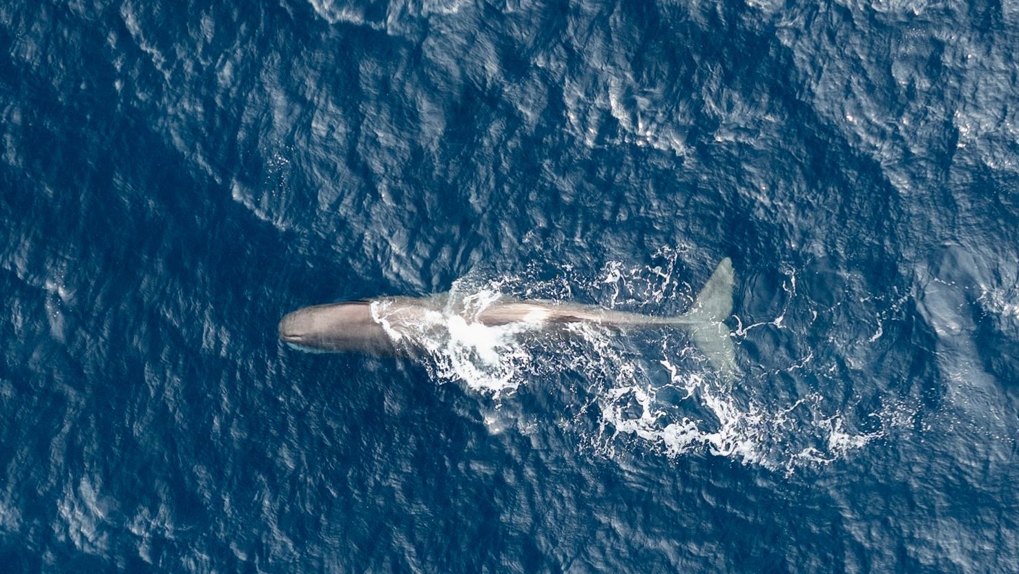 Aerial of a Sperm Whale from the Witness, a Greenpeace sailing vessel, while on a scientific expedition in August 2024 with a team from Greenpeace Nordic, Greenpeace Germany and researchers. As part of the Deep Sea Mining campaign, a 12-member crew sailed to a region in the Arctic Northeast Atlantic that Norway recently opened up for deep sea mining. The aim of the scientific expedition was to gather more data on cetaceans present in the dedicated mining area through hydro-acoustic and visual surveys., Cetacean survey in the Norwegian Deep Sea mining area.