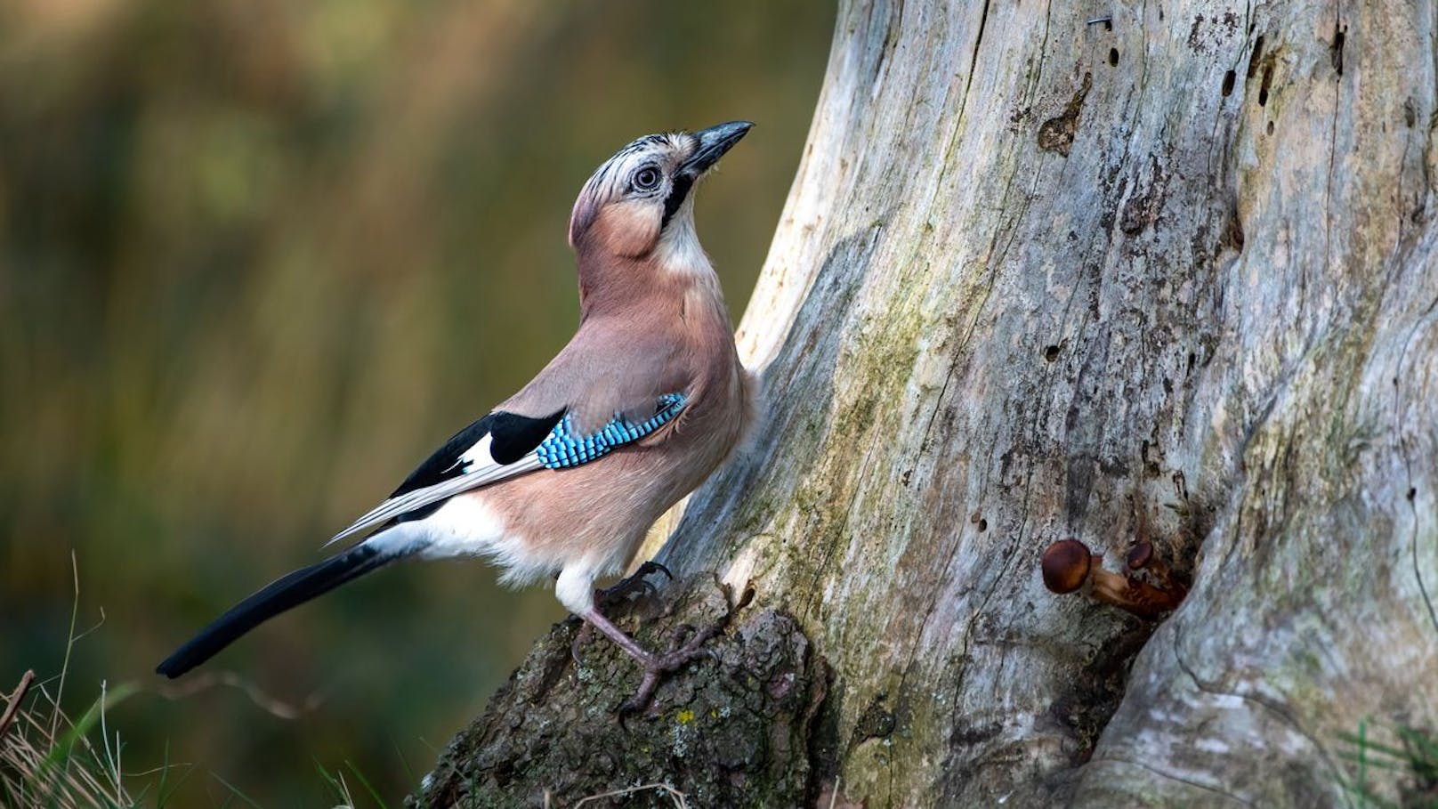 20.000 Vögel zum Abschuss freigegeben