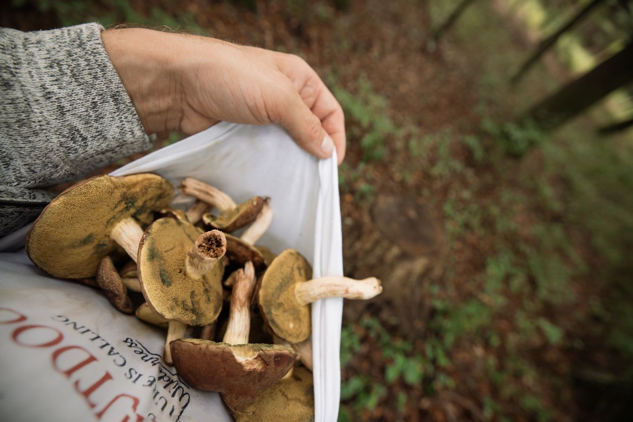 Bei der Suche nach Pilzen kam eine 62-jährige Wienerin vom Weg ab. (Symbolbild)