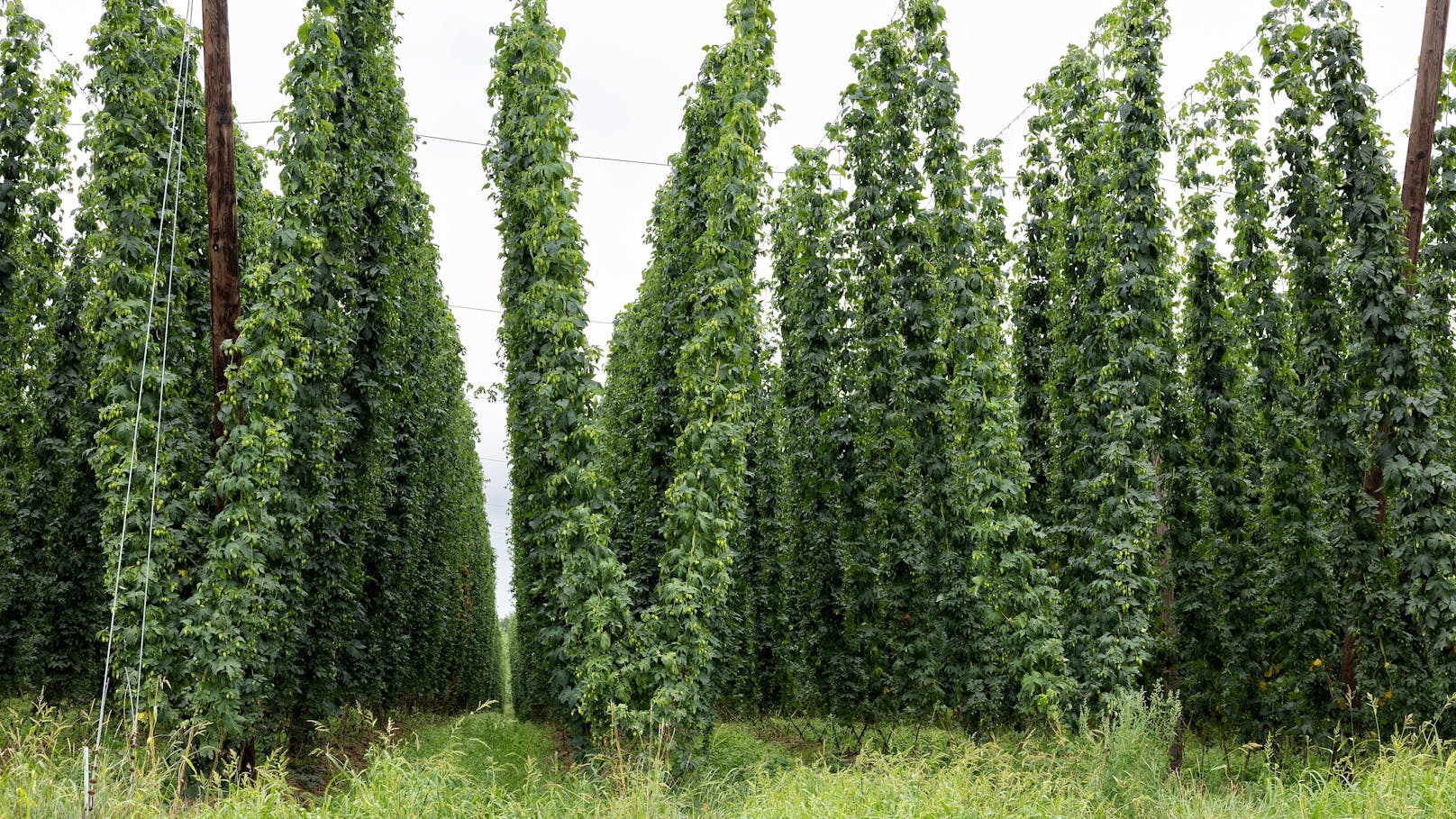 Hopfen gehört zur Familie der Hanfgewächse. Die Pflanzen wachsen bis zu acht Meter.