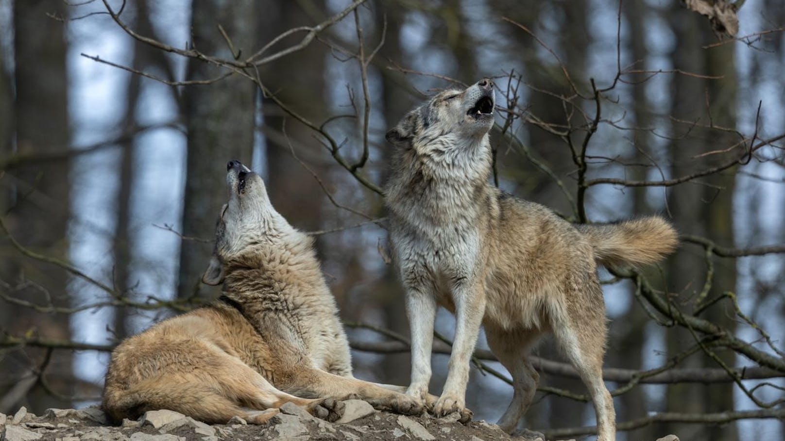 Wir haben in Österreich überhaupt kein Wolfsproblem