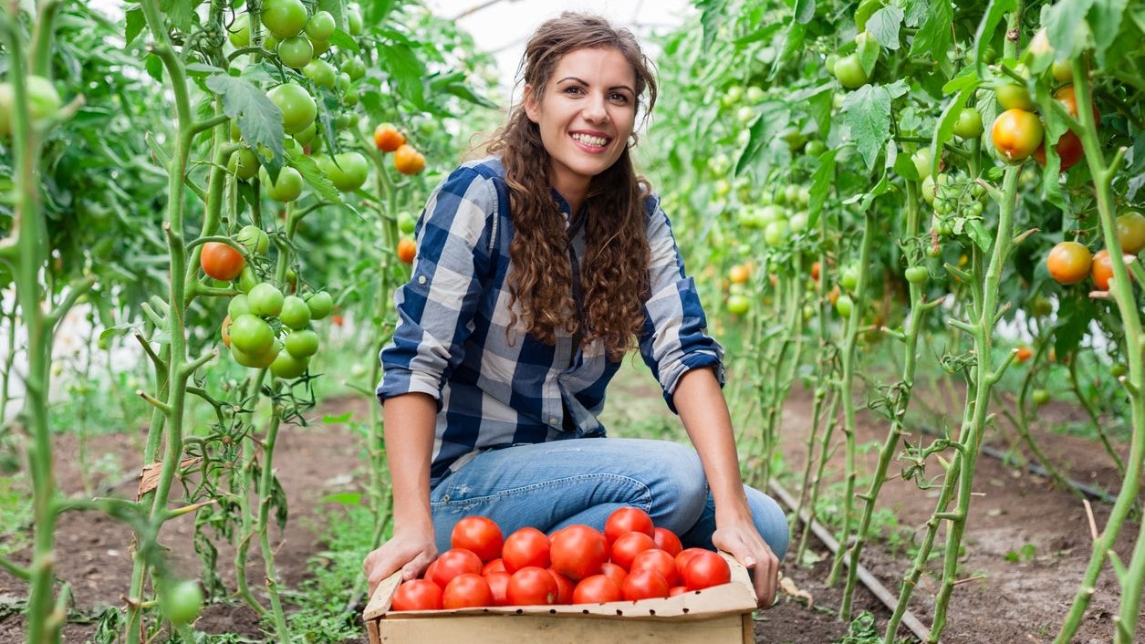 Young smiling agriculture woman worker and a crate of tomatoes in the front, working, harvesting tomatoes in greenhouse.