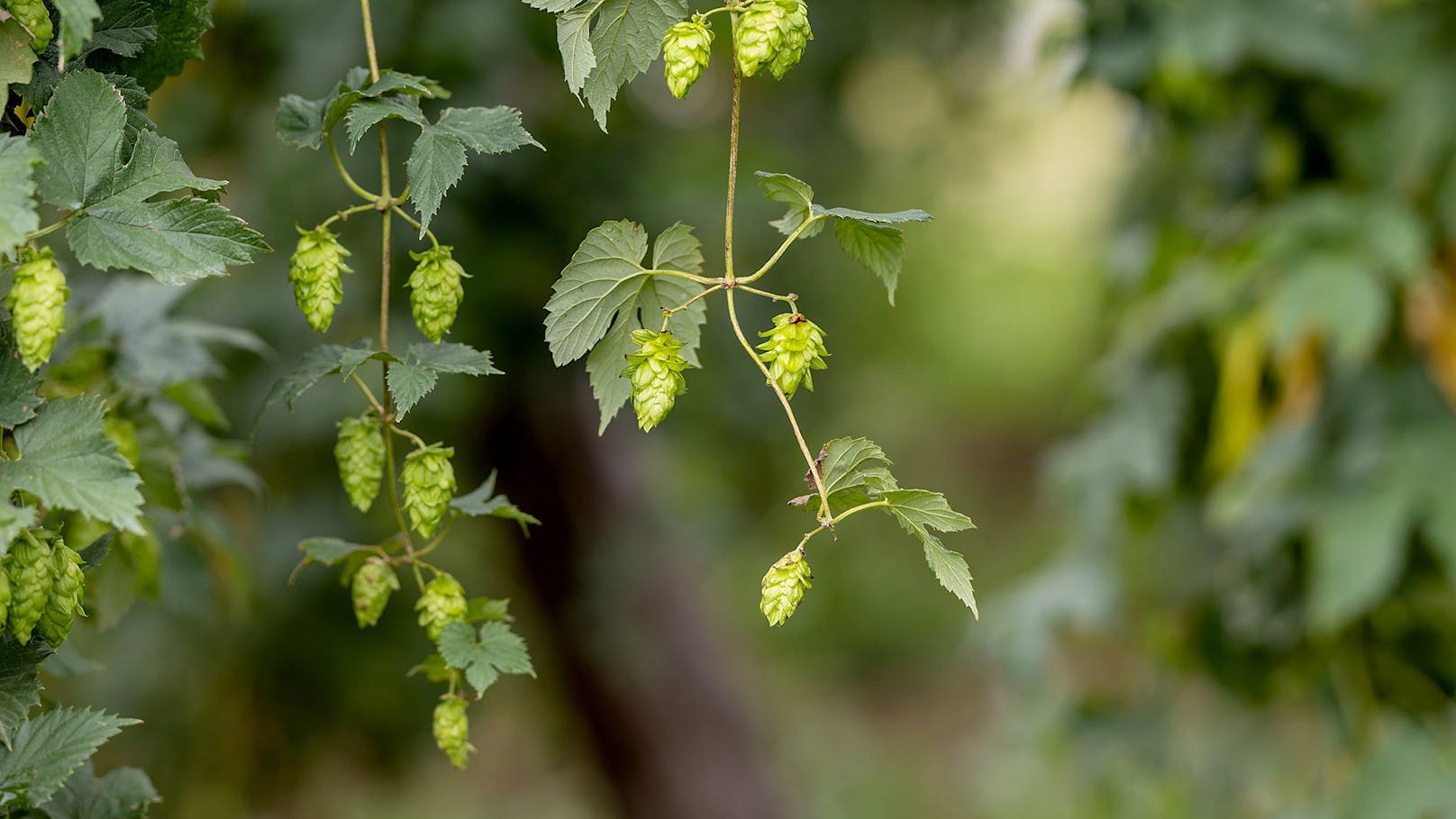 Ende August beginnt im Mühlviertel die Hopfenernte.