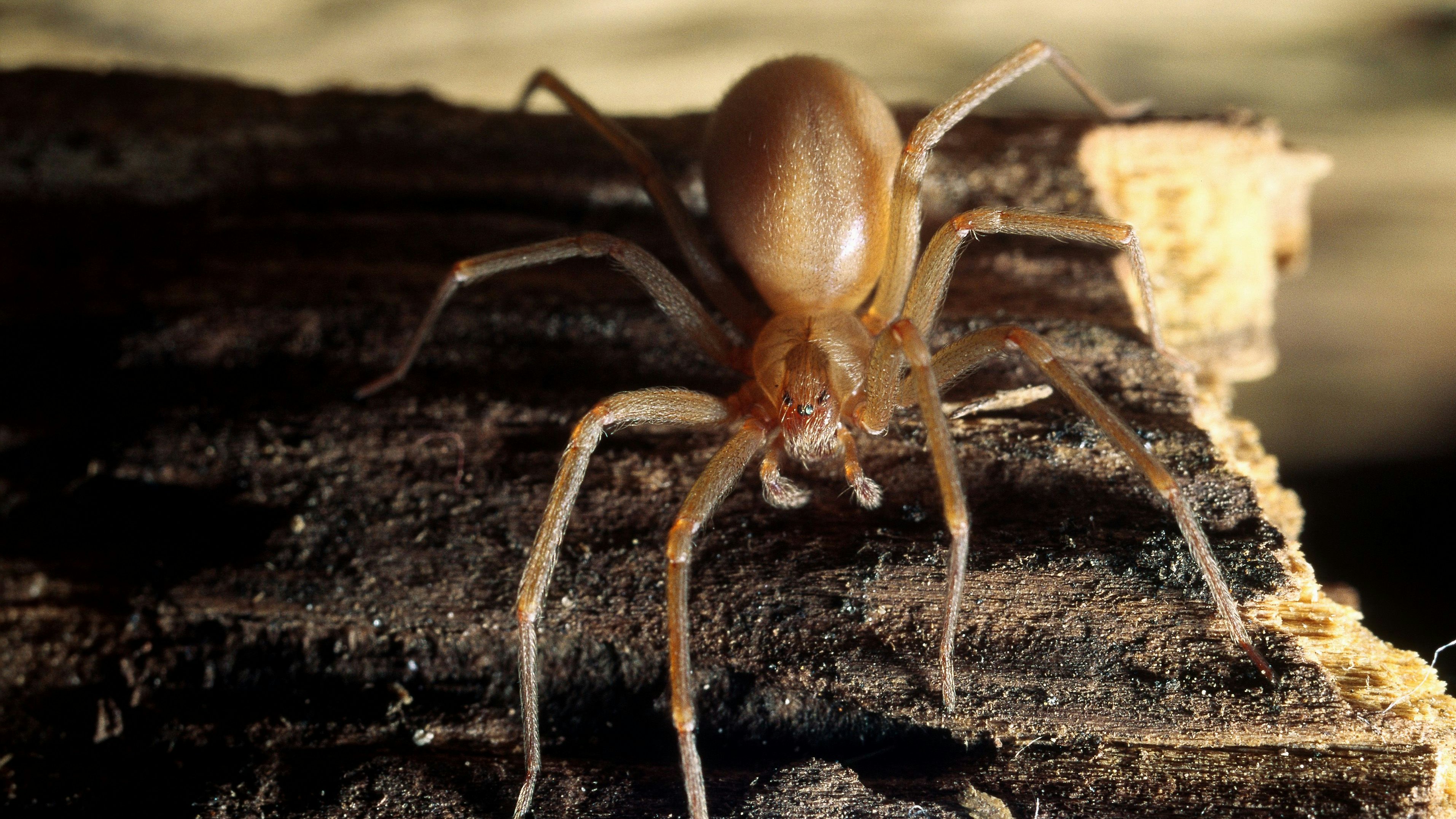 Ein Biss der Violinspinne kann tödlich sein.