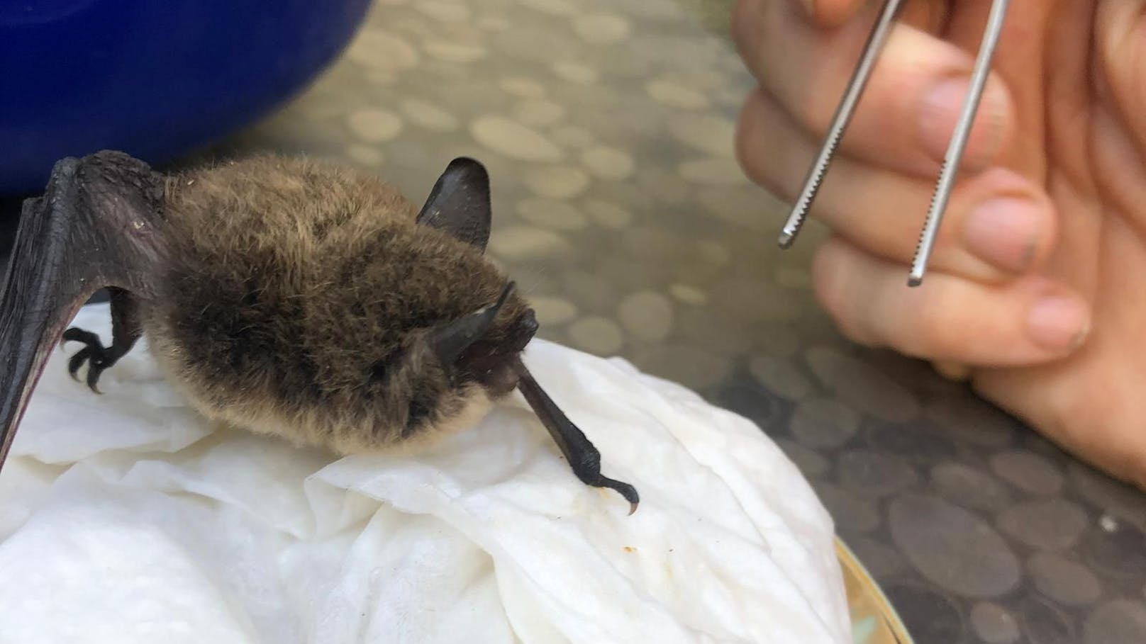 Polizei rettete verletzten "Batman" in Neunkirchen