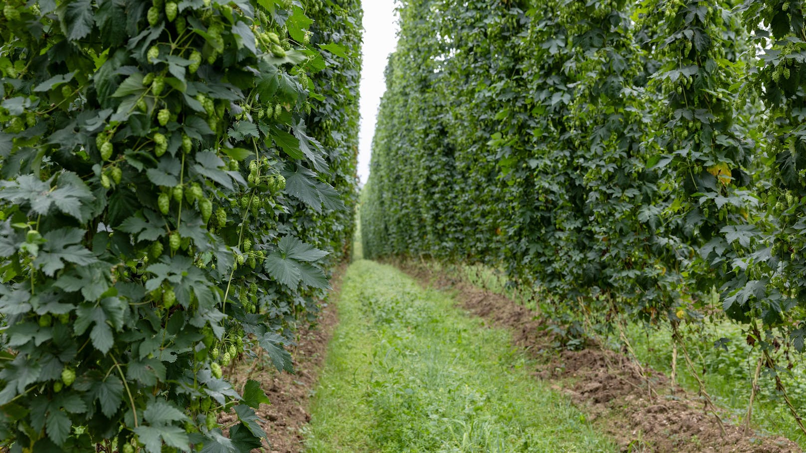 Das Mühlviertler Klima mit milden Sommern und rauen Winter ist optimal für den Hopfenbau.