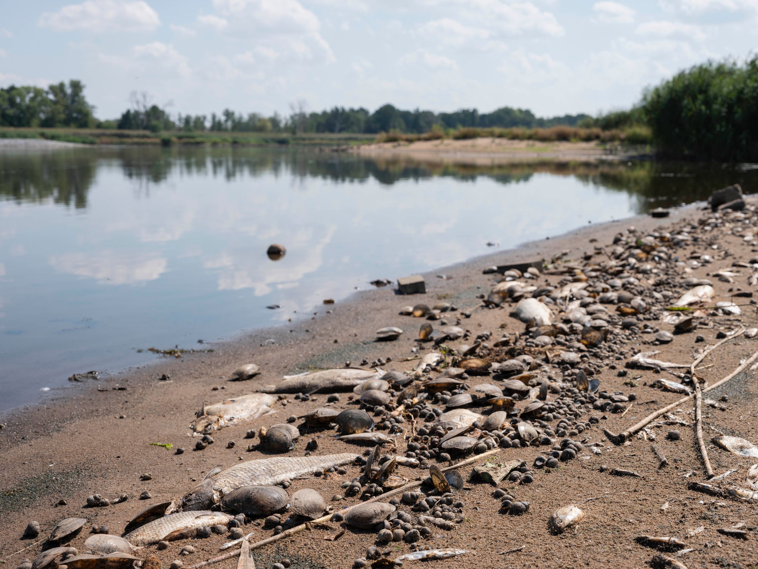Bedrückender Anblick: Tote Fische in der Oder beim deutschen Dorf Reitwein.