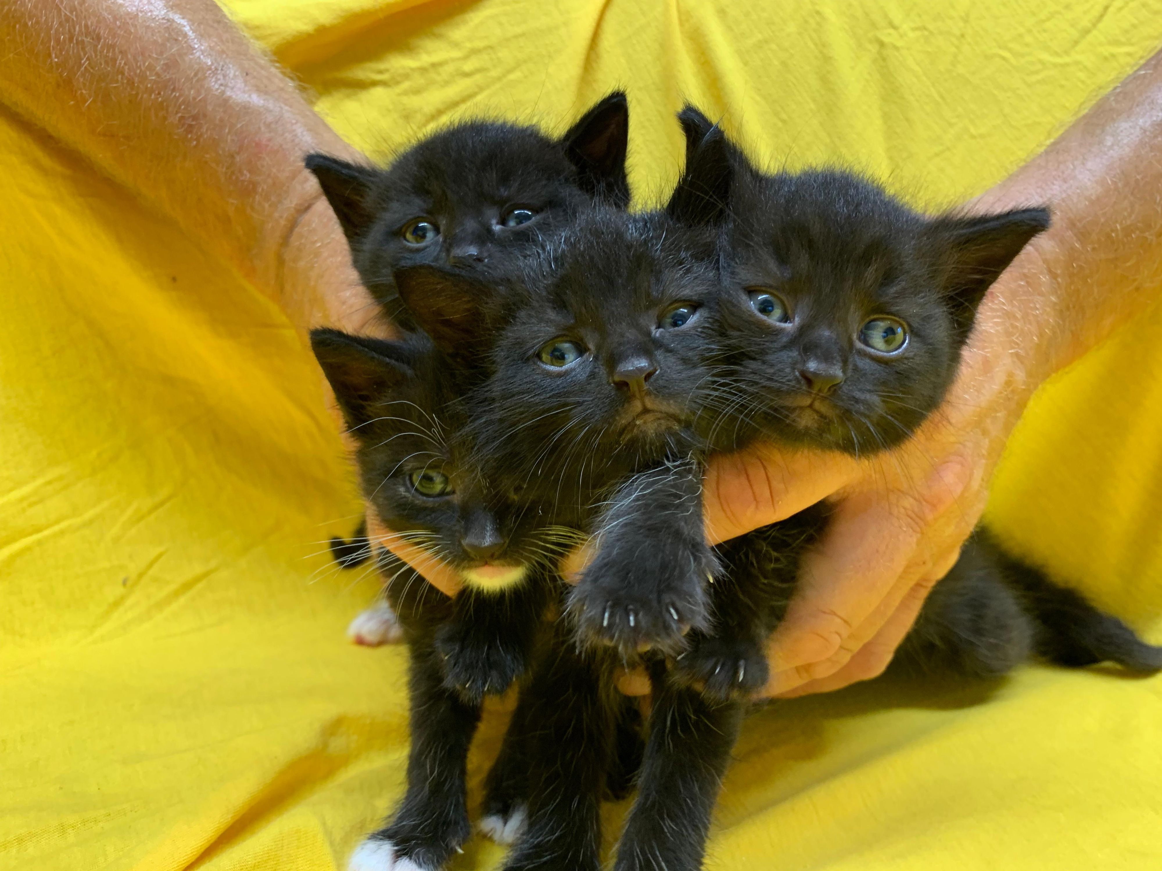 Nicht dreimal, sondern gleich viermal schwarze Kätzchen.