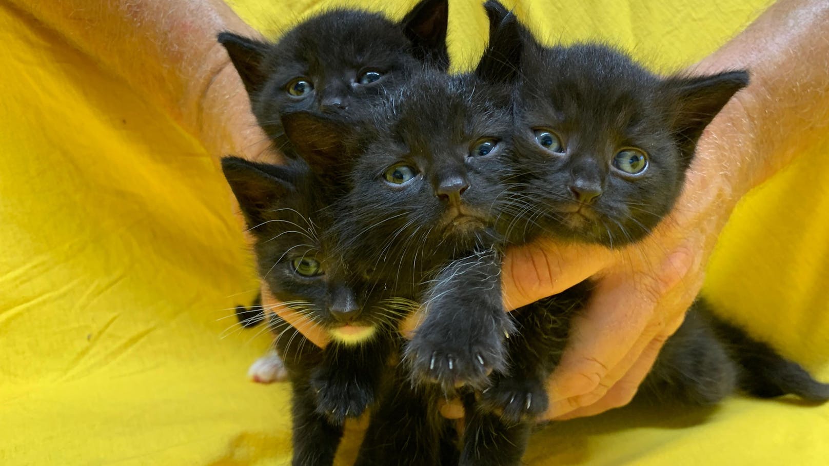 Spielplatz-Jammer! Vier Katzenbabys sitzen im Karton