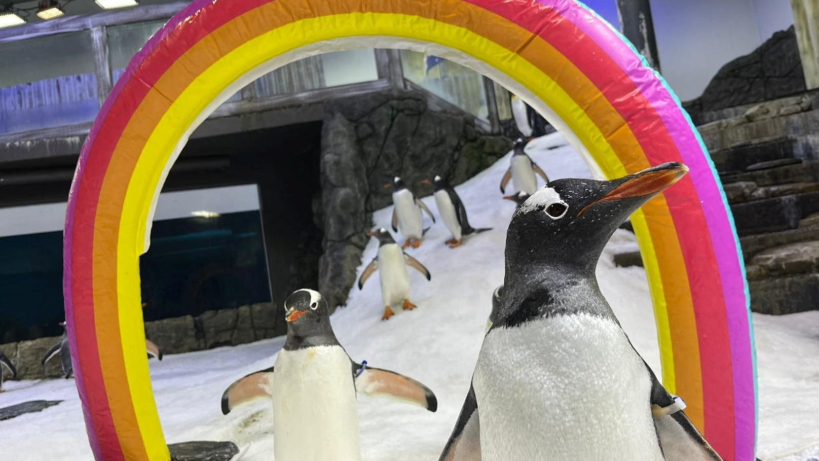 Die beiden Eselspinguine Sphen (rechts) und Magic hatten 2018 zunächst die Aufmerksamkeit von Zoowärtern und dann weltweit erregt, als sie ein Nest aus Kieselsteinen bauten.