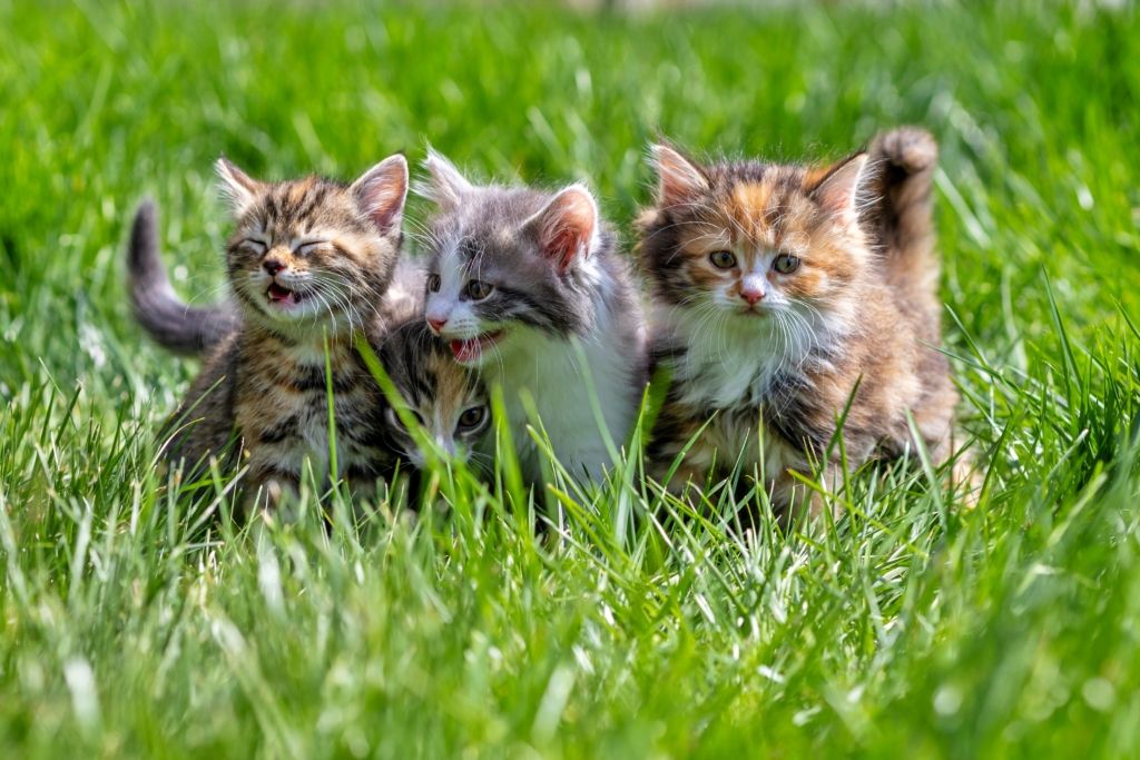 Am 25. August kann man alles Wissenswerte über die Samtpfoten erfahren.