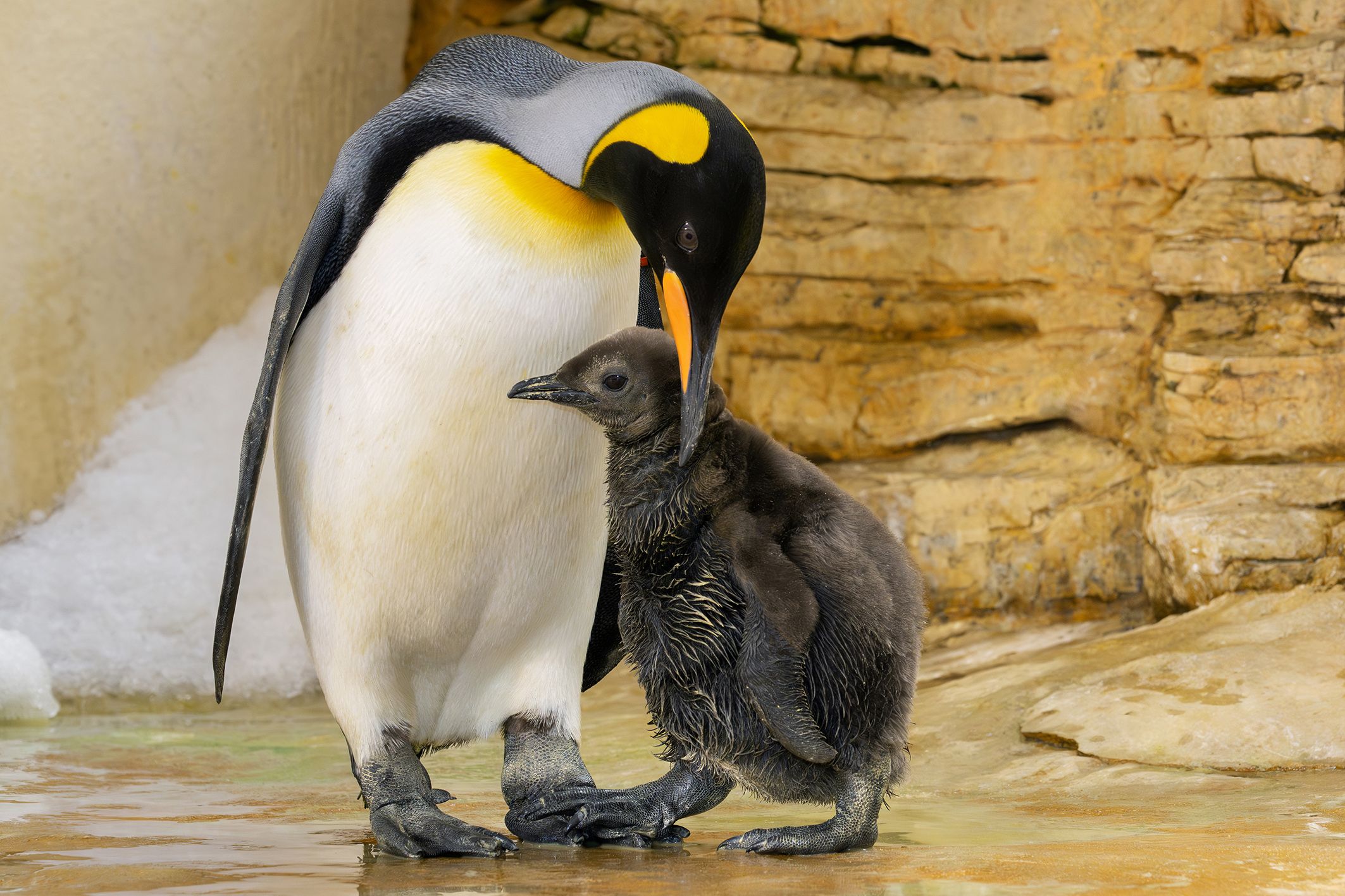 Niedlich! Mittlerweile hat das Pinguin-Baby schon ein wärmendes Dunenkleid.