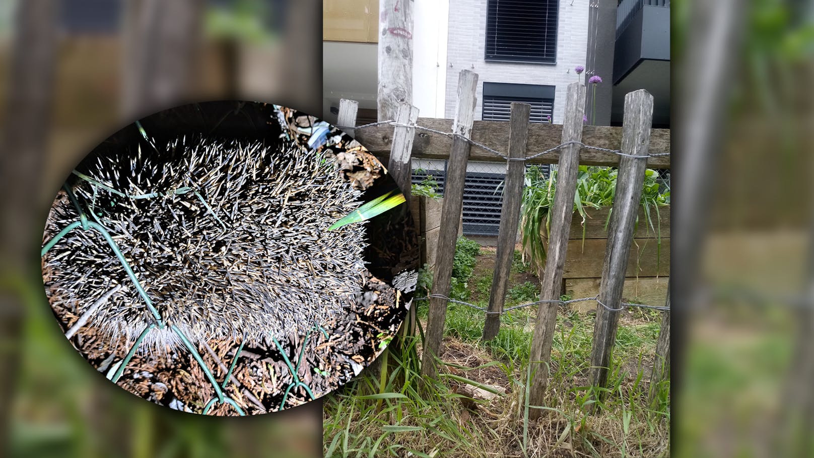 Warum ein Loch im Gartenzaun Leben retten kann