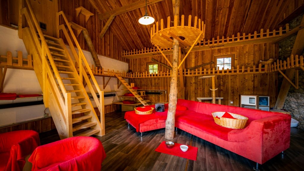 Die neue Katzenvilla ist wirklich ein Highlight!