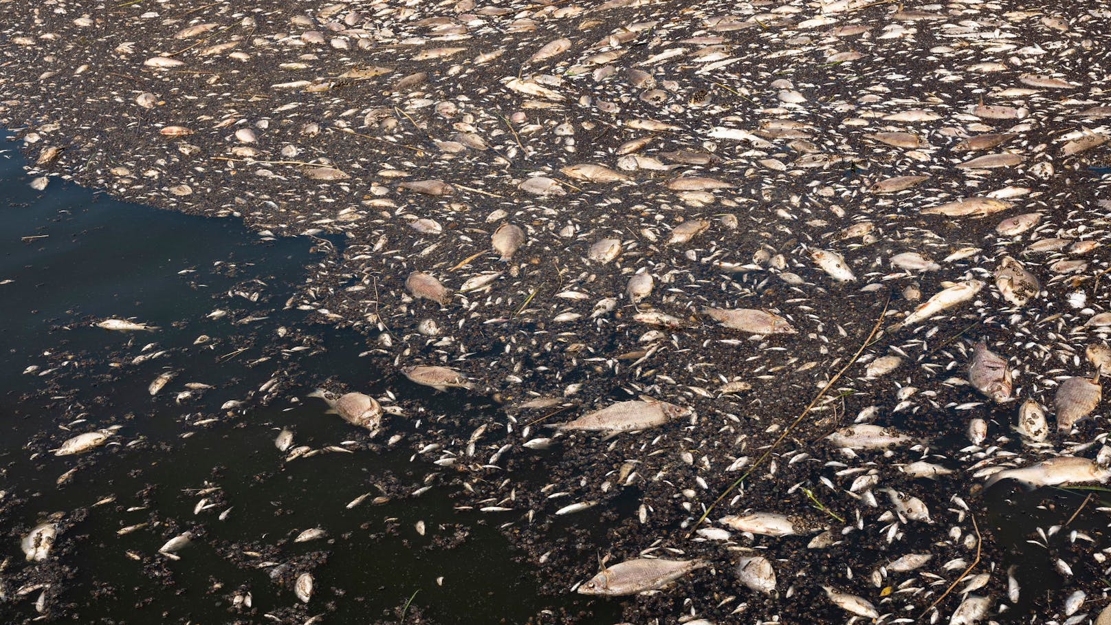 Tausende tote Fische bei Widuchowa (Polen).