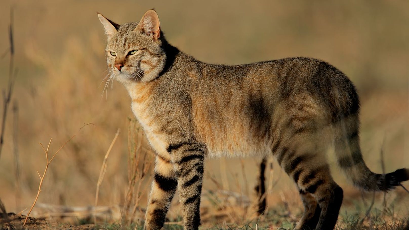 Nur mit geschultem Augen erkennt man die zarten Unterschiede zwischen Falb- und Hauskatze. 