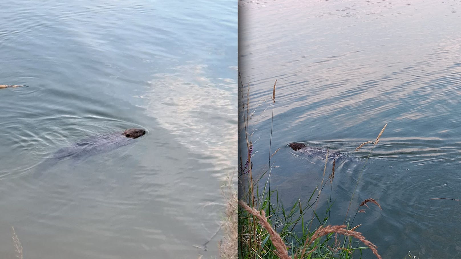 Badespaß auf Donauinsel, dann werden Wiener überrascht