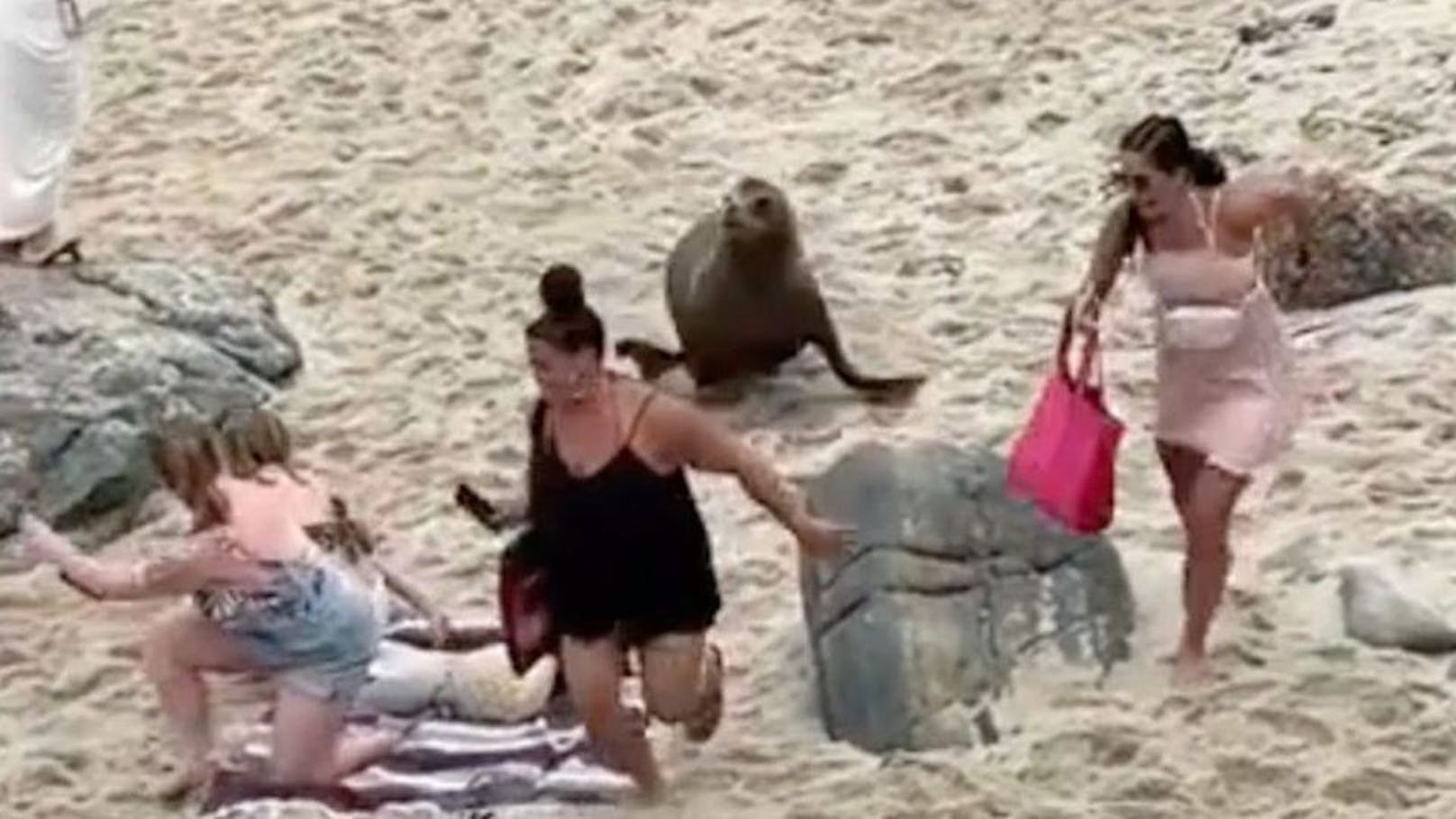 Grimmige Strandwache! Seelöwen vertreiben Badegäste