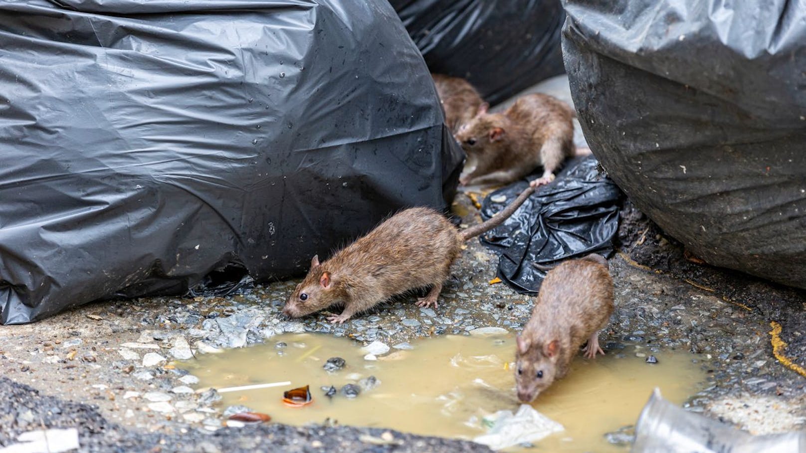 Achtung! Diese Tiere darfst du auf keinen Fall füttern