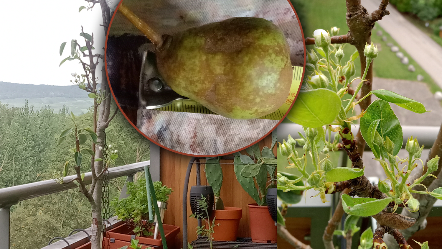 Eine Niederösterreicherin versteht die Welt nicht mehr. Ihr Birnbaum sollte jetzt, Ende August, eigentlich gar nicht blühen. Kurz zuvor erntete sie eine Mini-Birne.