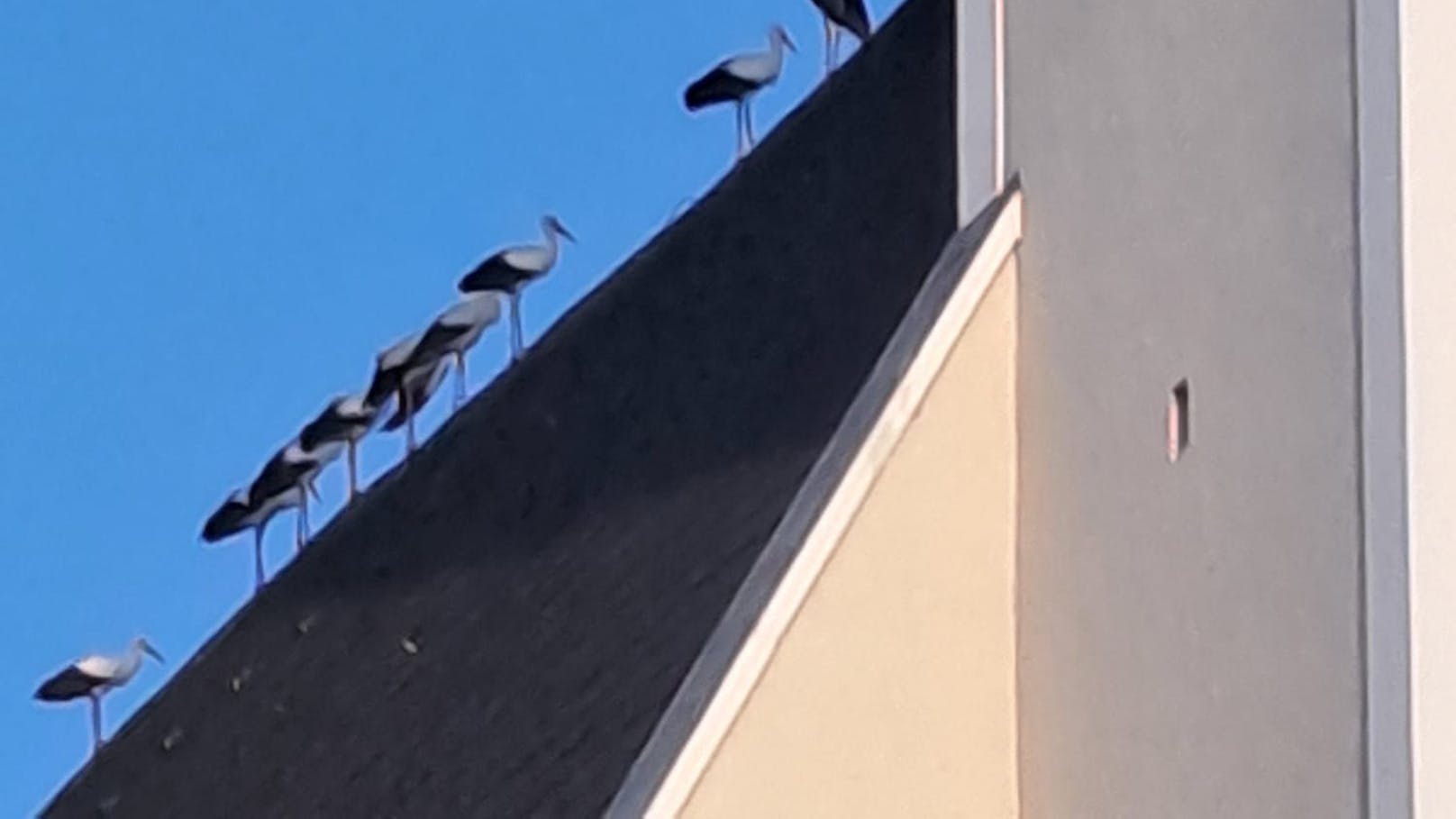 Die Störche reihten sich auf dem Dach der Kirche auf und boten einen majestätischen Anblick