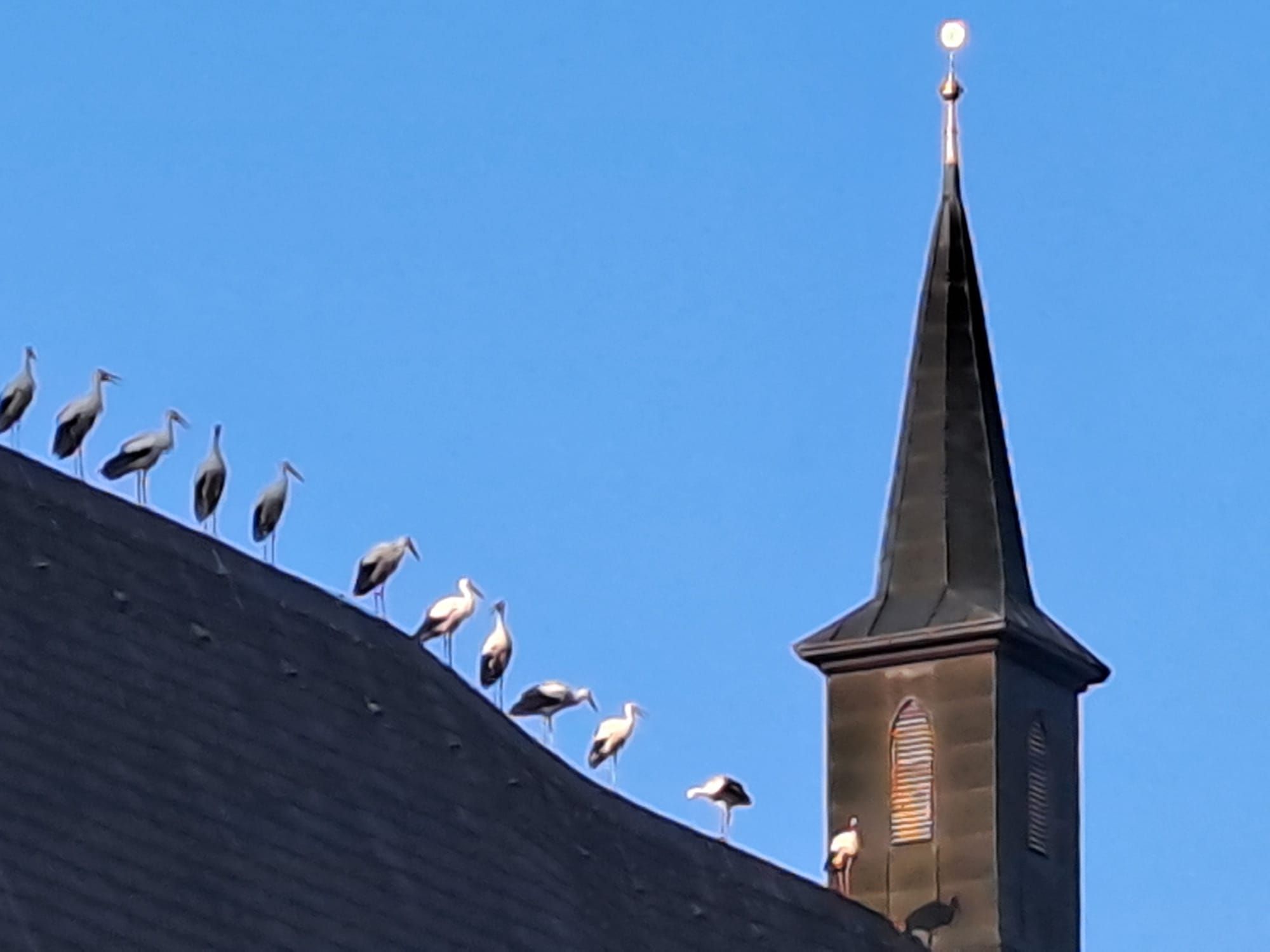 Bis zu 50 Störche tummelten sich auf dem Kirchendach der Ostarrichi-Pfarre in Neuhofen an der Ybbs