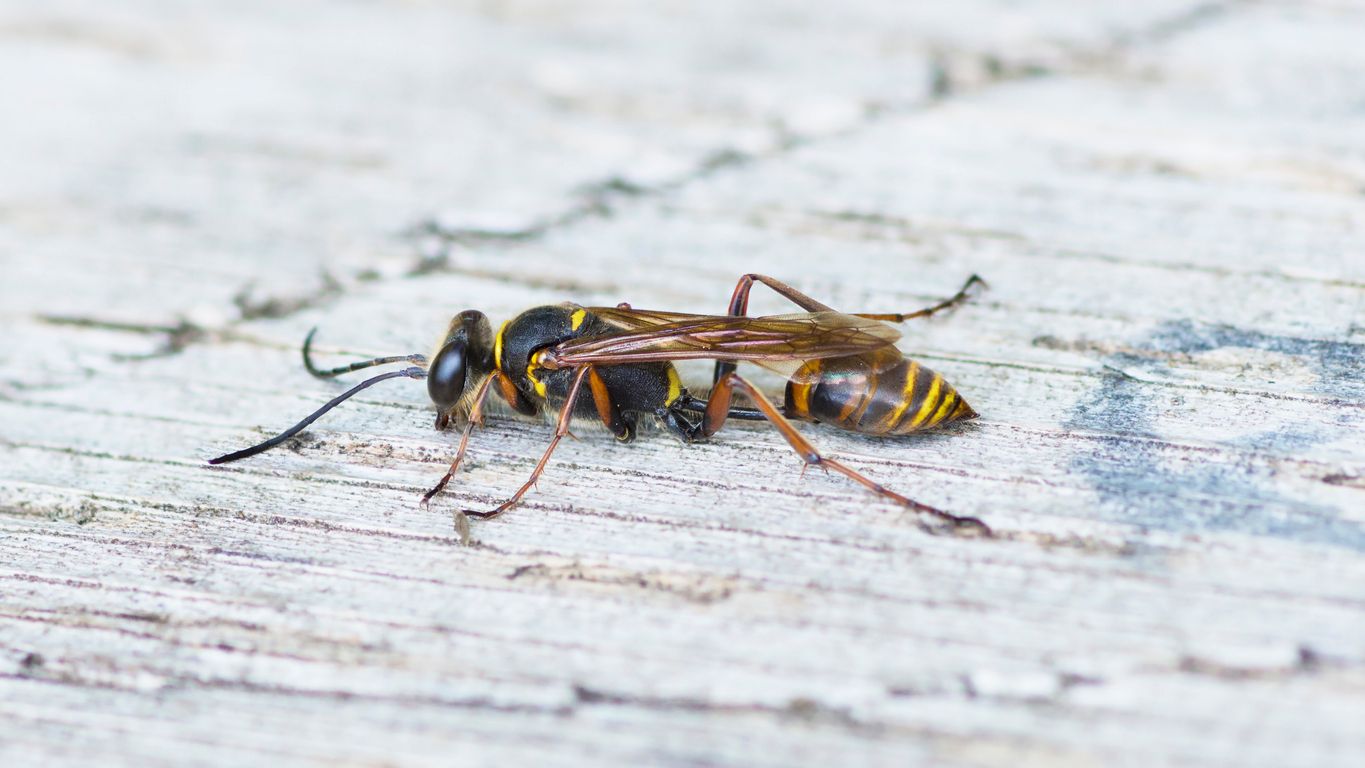 Die Orientalische Mauerwespe hat viele Namen. 