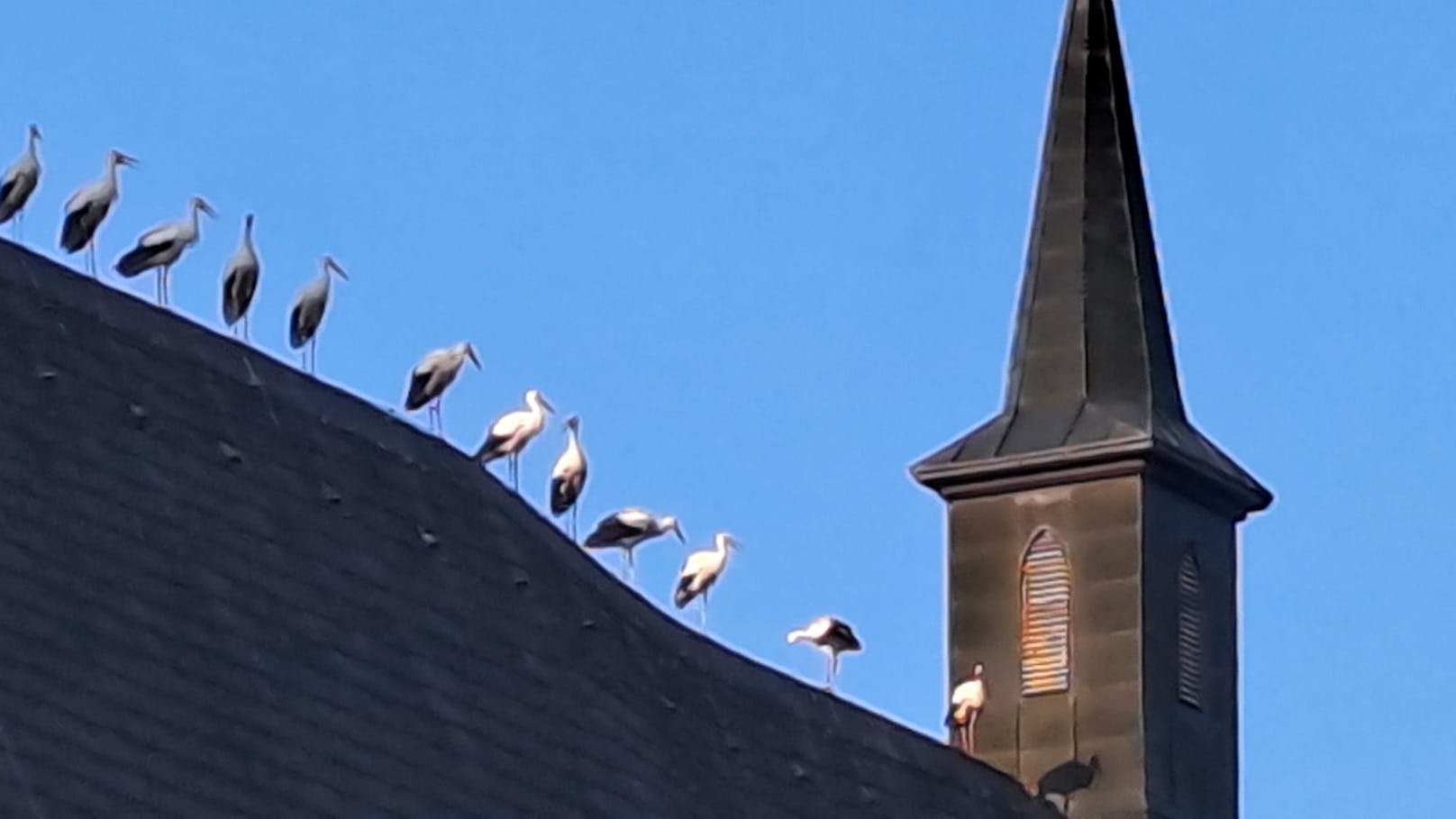 Die Störche reihten sich auf dem Dach der Kirche auf und boten einen majestätischen Anblick