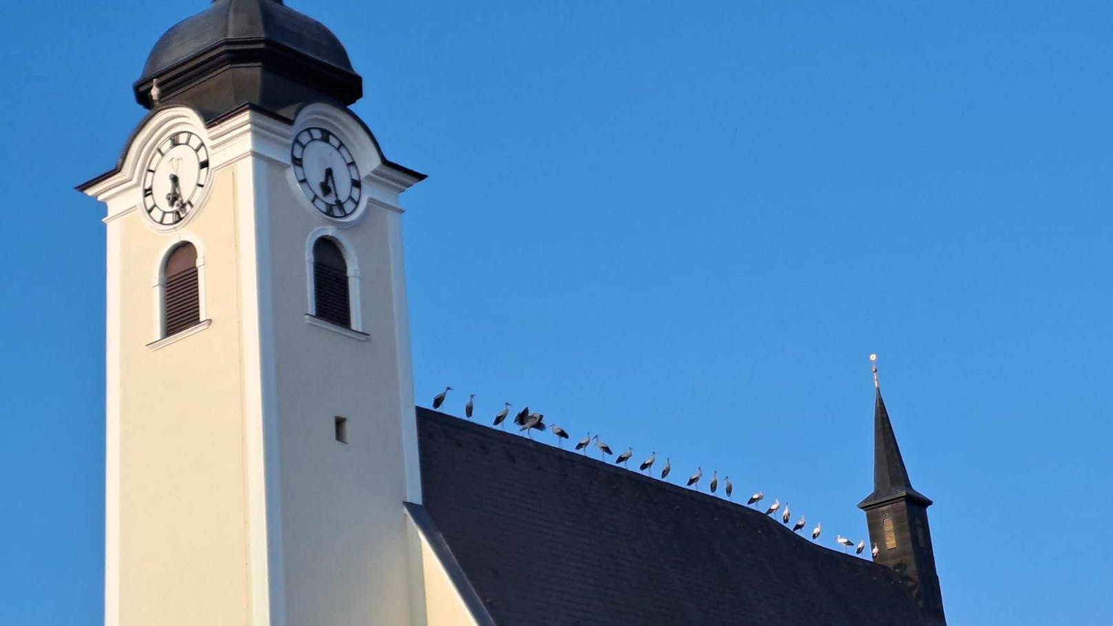 Die Störche reihten sich auf dem Dach der Kirche auf und boten einen majestätischen Anblick