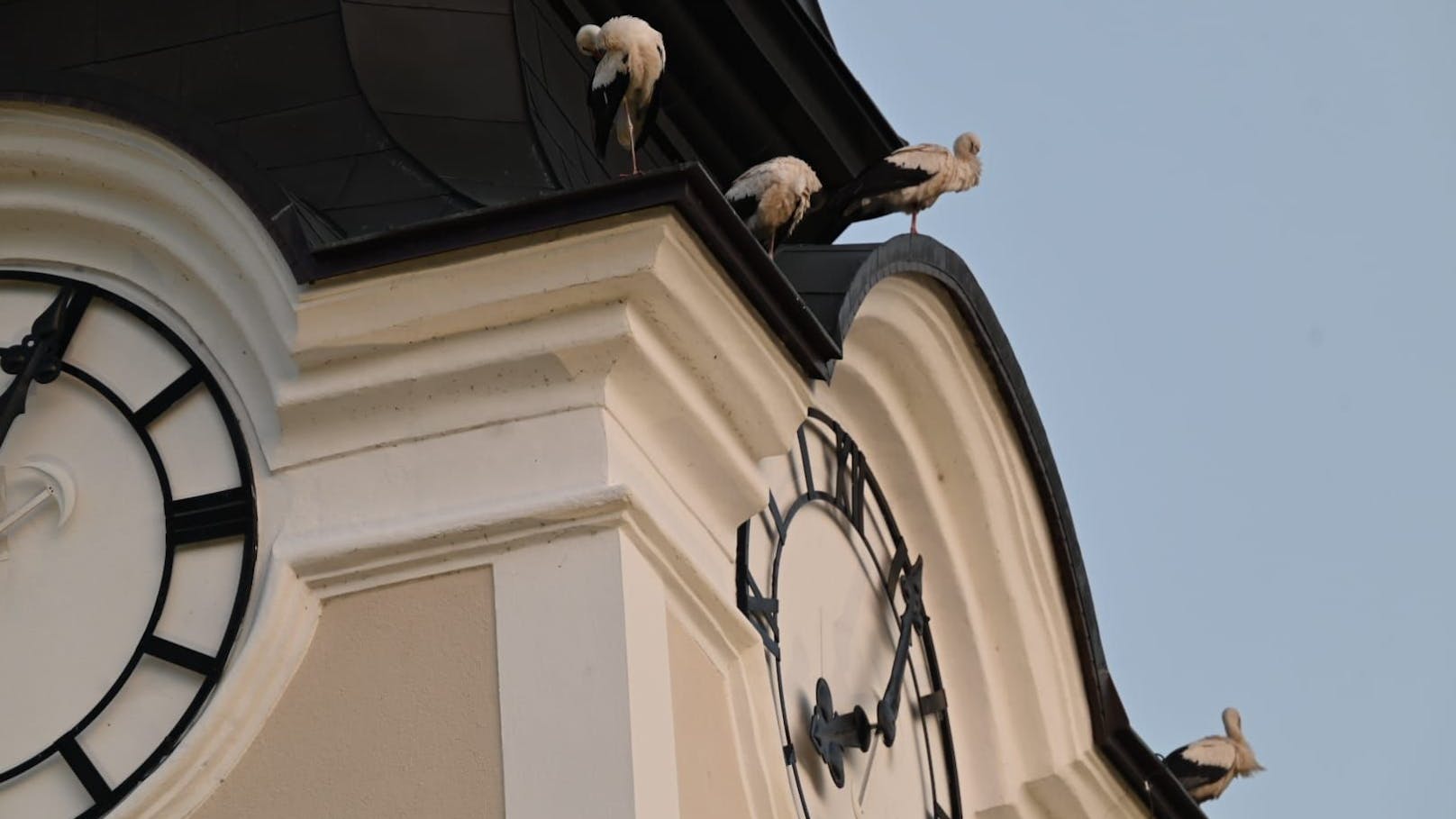 Rund 50 Störche sammelten sich auf dem Dach der Ostarrichi-Pfarre in Neuhofen an der Ybbs.