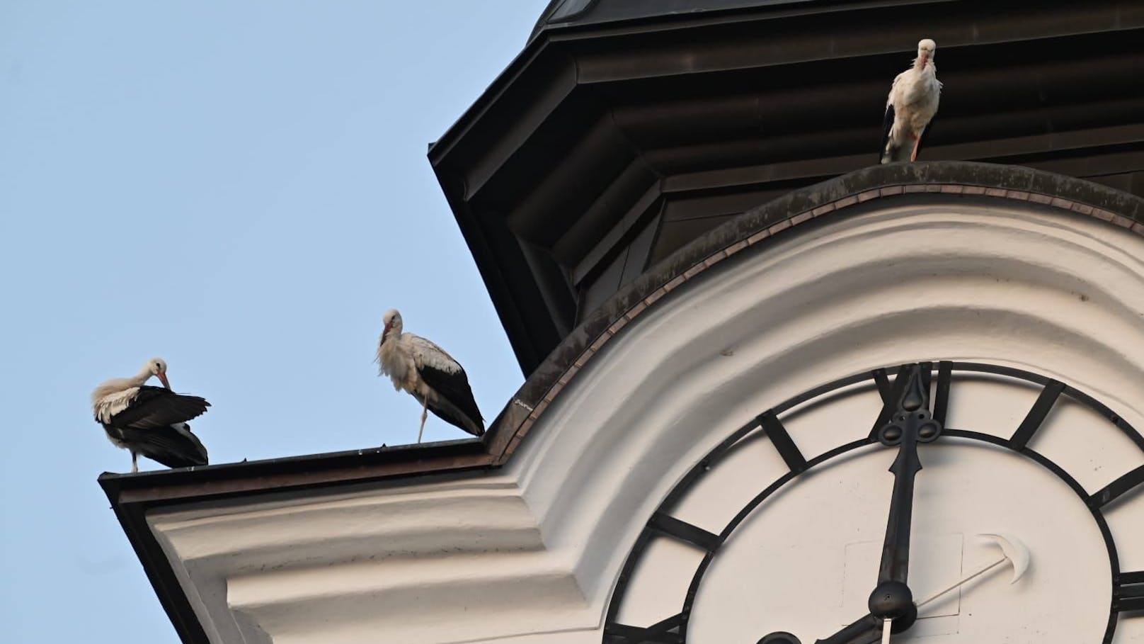 Rund 50 Störche sammelten sich auf dem Dach der Ostarrichi-Pfarre in Neuhofen an der Ybbs.