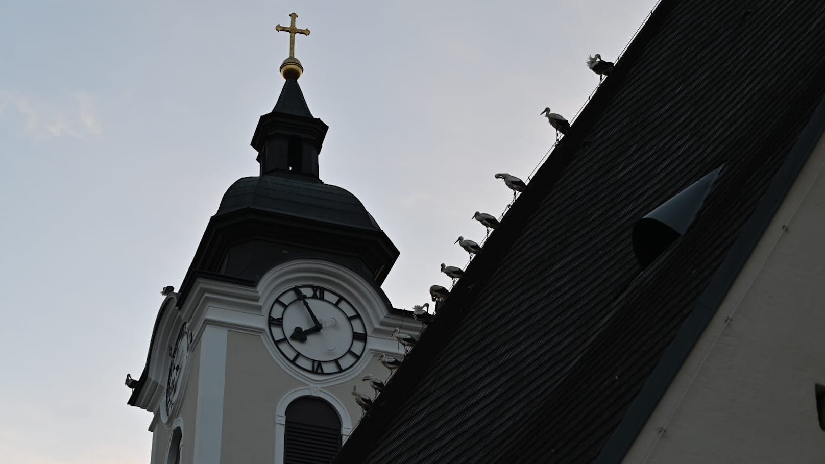 Rund 50 Störche sammelten sich auf dem Dach der Ostarrichi-Pfarre in Neuhofen an der Ybbs.