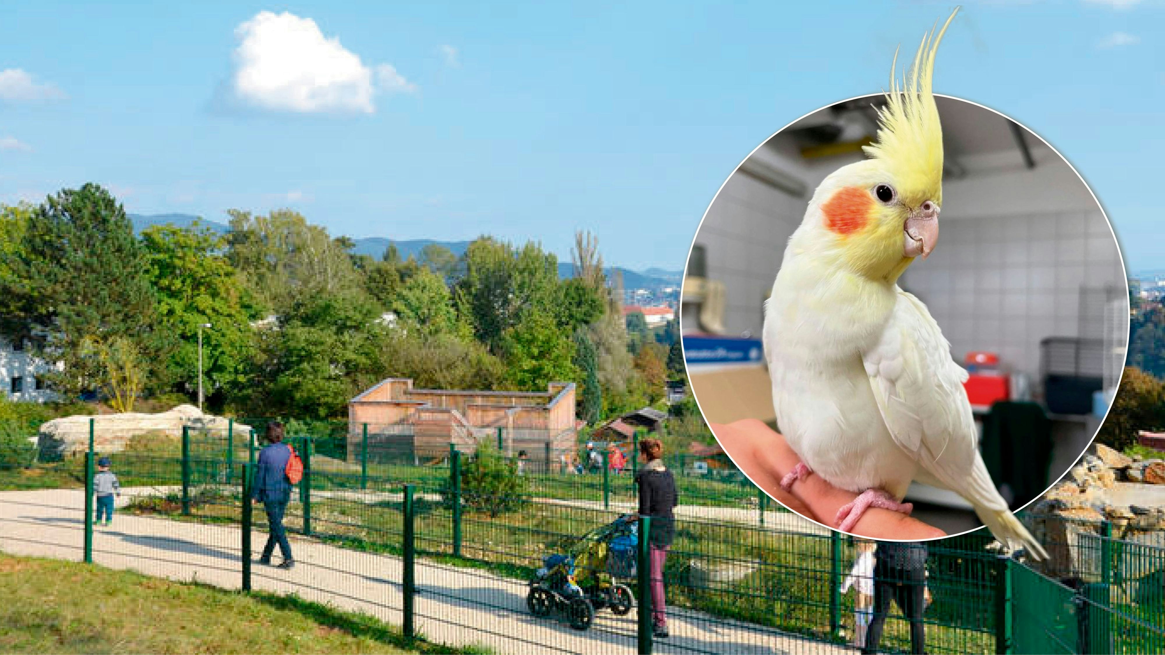Heute.at - Tiergarten hat jetzt einen Vogel – wer will ihn haben?