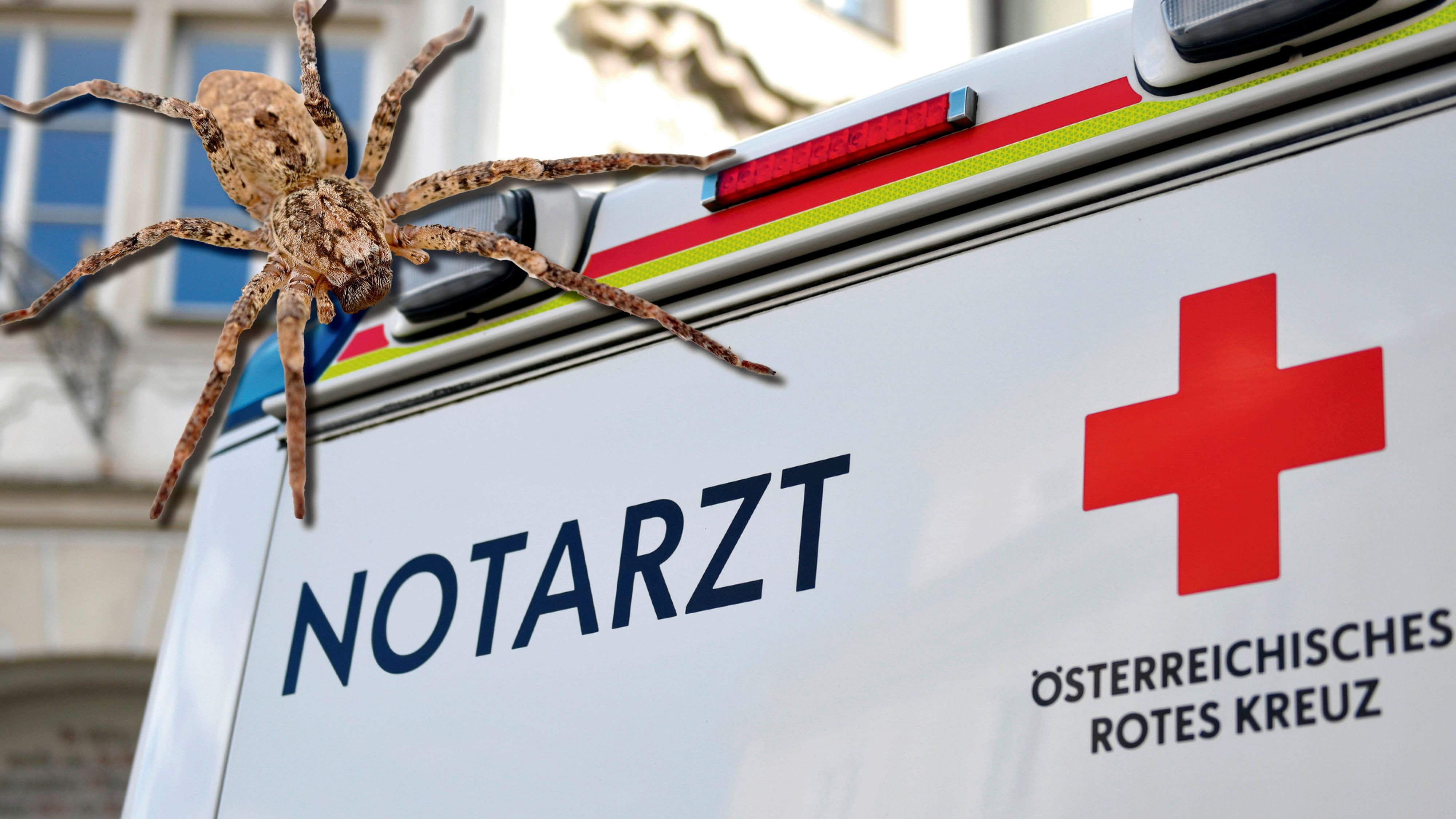 Eine Spinne im Auto löste einen dramatischen Verkehrsunfall aus. (Symbolbild)