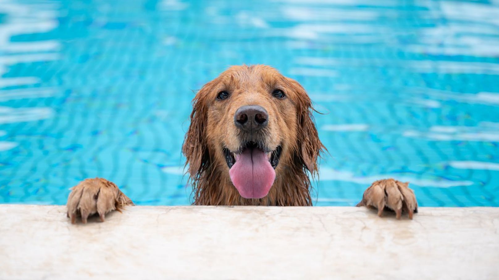 "Heute"-Tierisch sucht den lustigsten Sommerhund