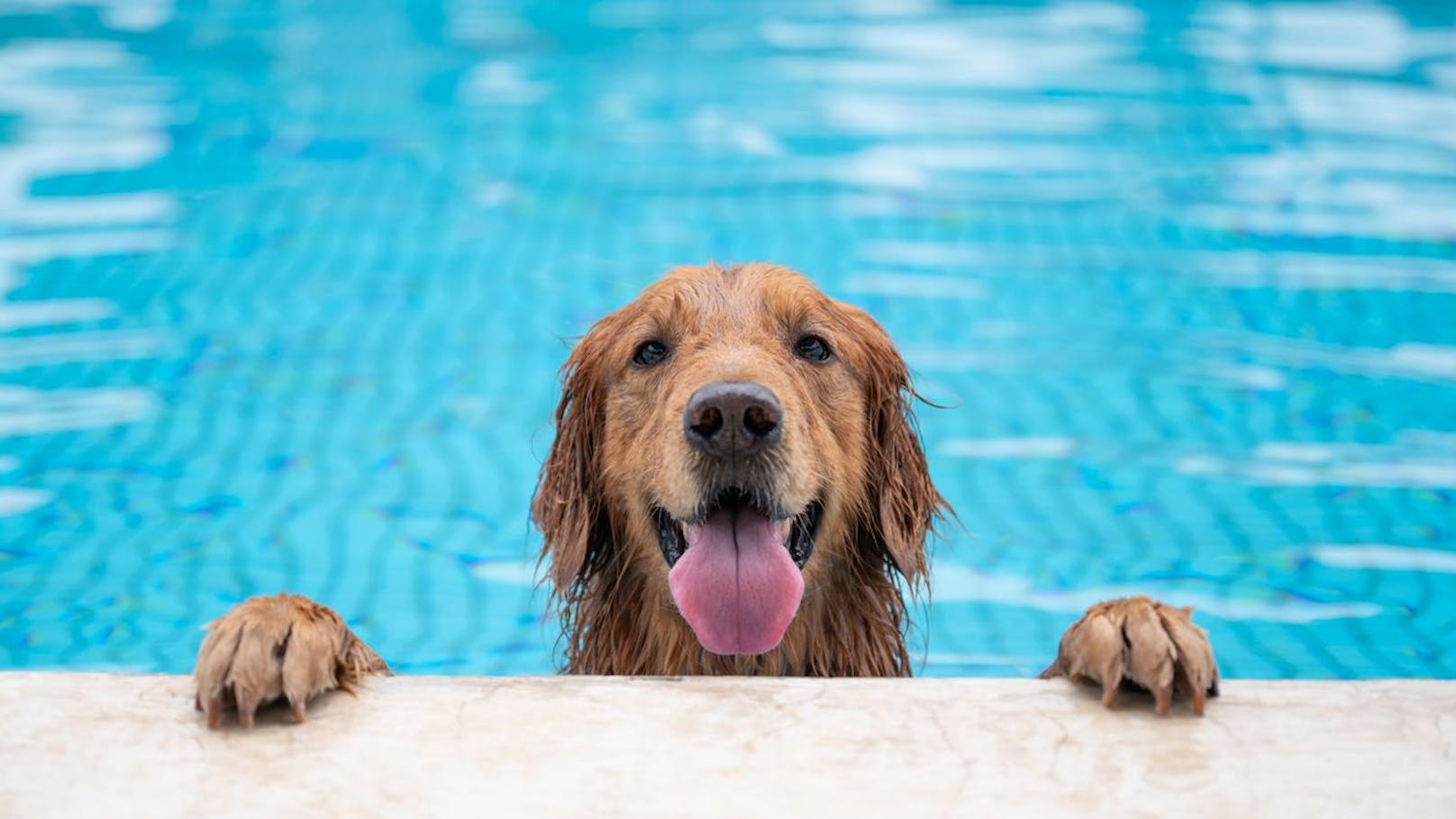 Gewinner: Hier sind die lustigsten Sommerhunde!