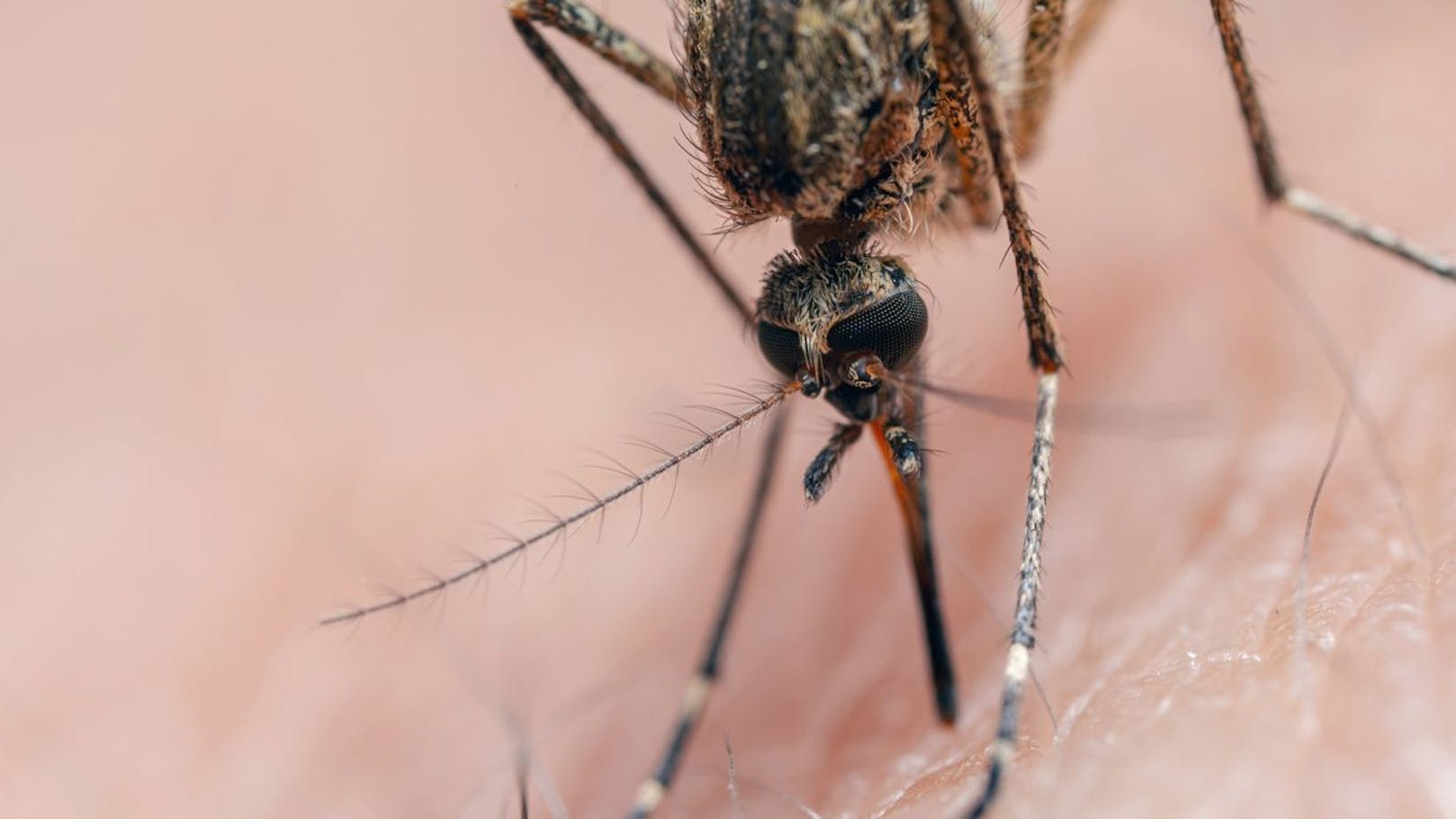 US-Städte schließen Parks wegen tödlichem Virus