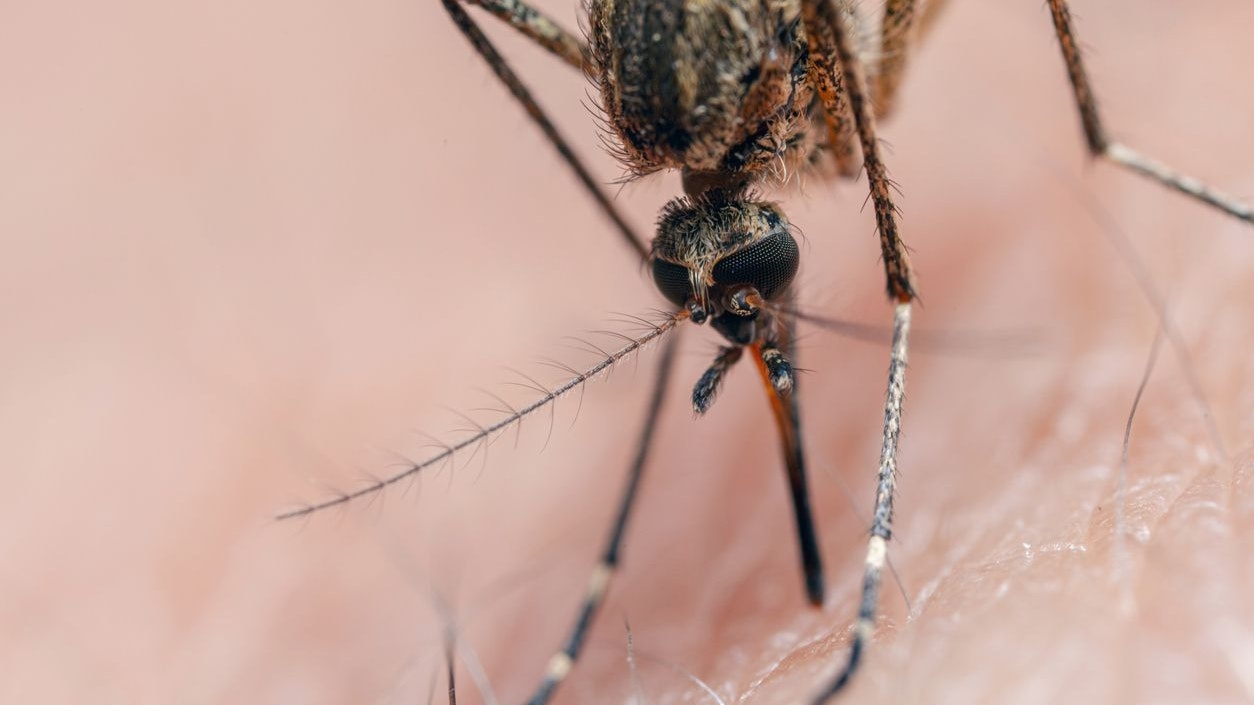 Mosquito bite, extreme close-up shot