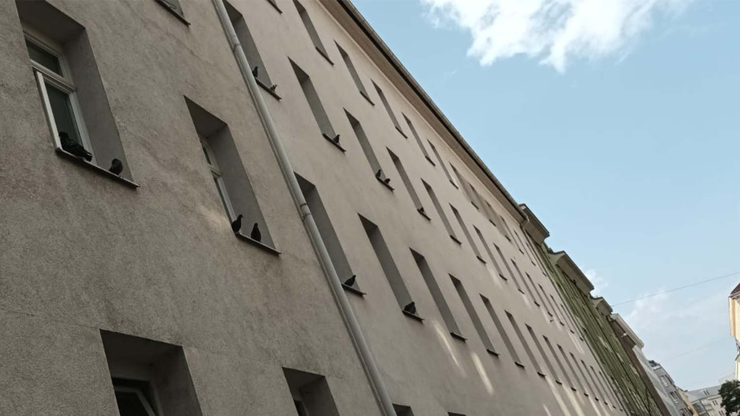 Das große Gurren: Die Vögel im 15. Bezirk