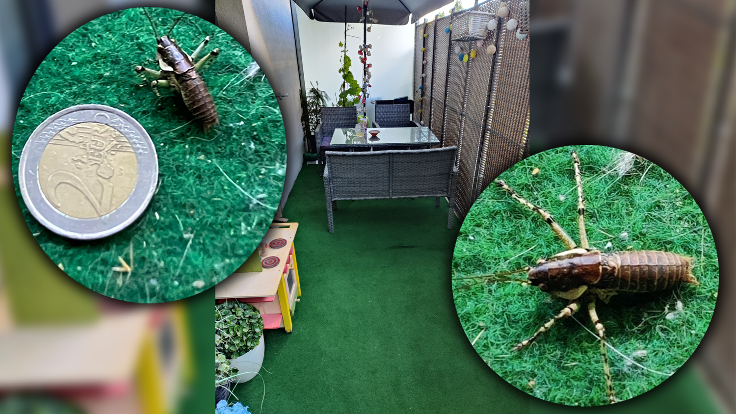 Eine Wienerin weiß nicht, was da genau auf ihrem Balkon herumkrabbelt. <em>