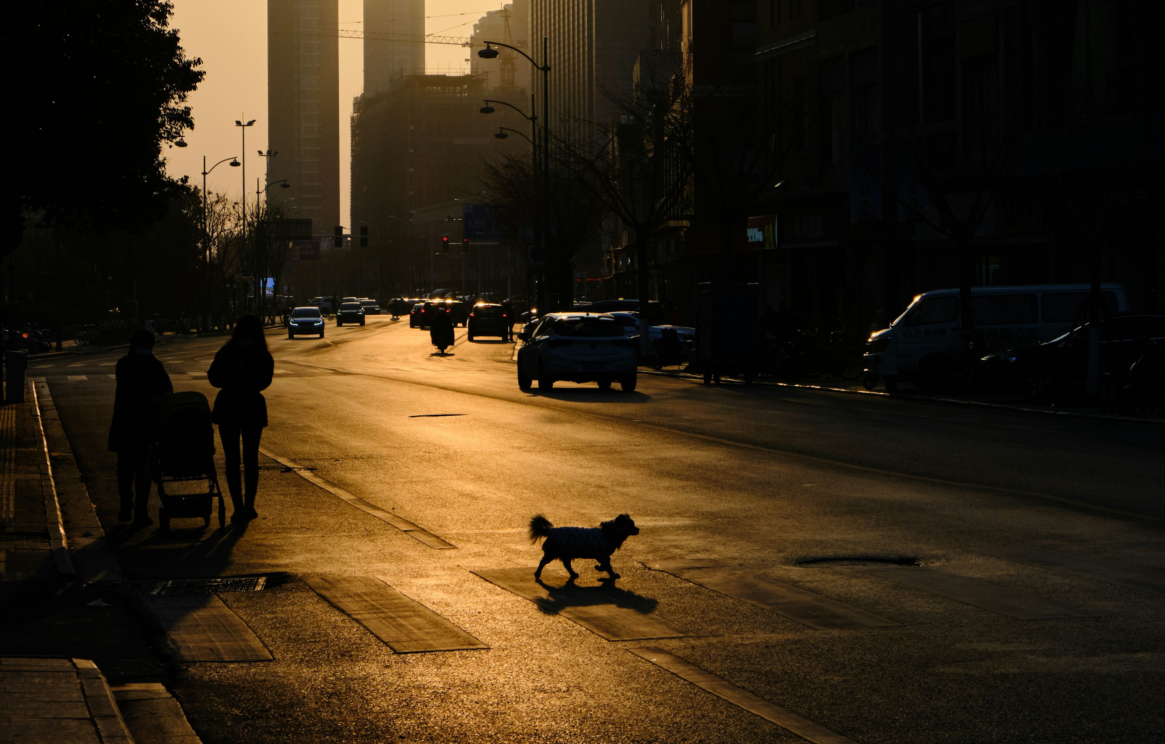 Ein Hund rannte auf die Straße, dann kam es zu einem heftigen Unfall (Symbolbild).